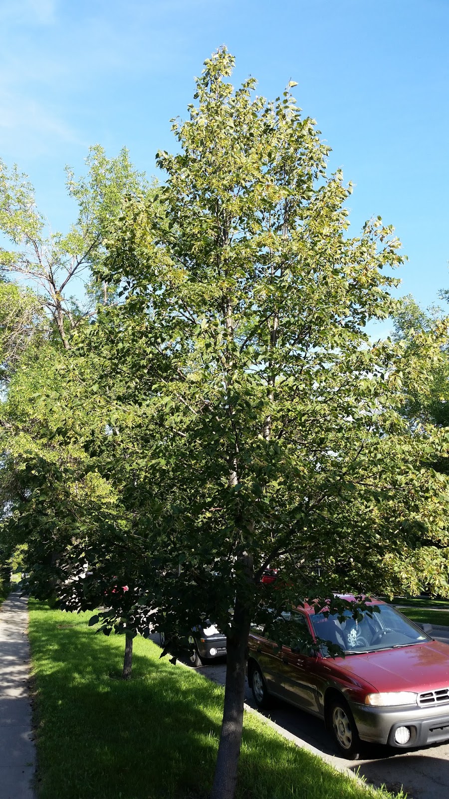 Renaissance Men Best Trees For Calgary; Linden