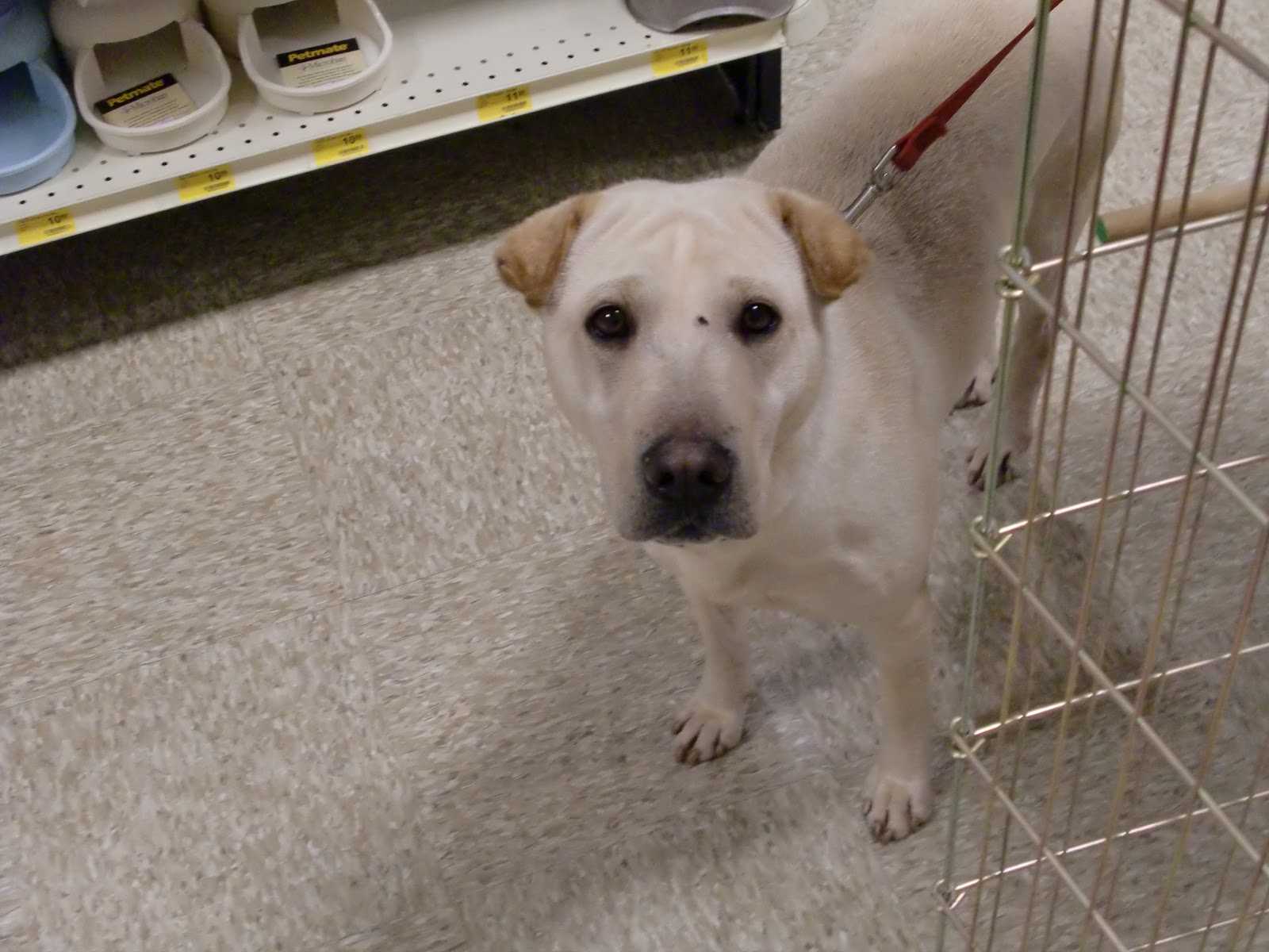 What We Owe To Dogs Should I Adopt from a Kill Shelter or a NoKill