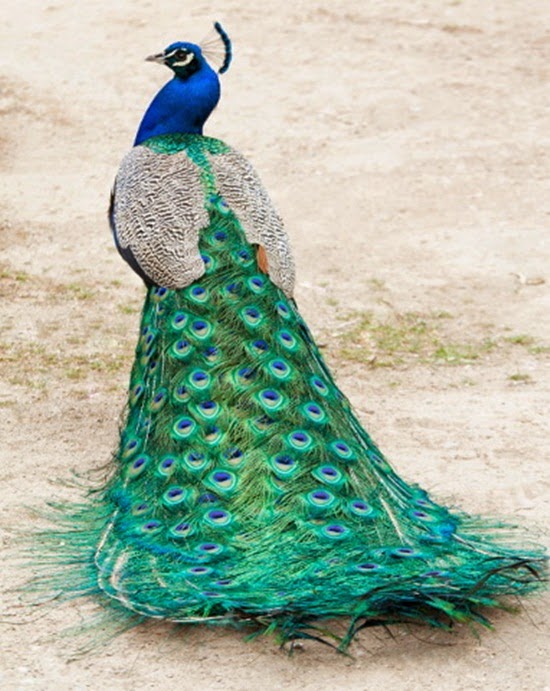 http://www.funmag.org/pictures-mag/animals-and-birds/beautiful-peacock-photos/