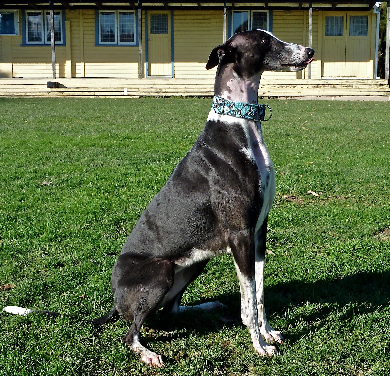 Greyhounds CAN Sit Greyhound Myths + Christchurch Earthquake(