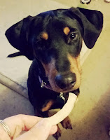 Penny loves Dr. Harvey's Coconut Smiles - Lapdog Creations #dogtreats #organic #Chewy #DrHarvey #coconutfordogs #dobermanpuppy