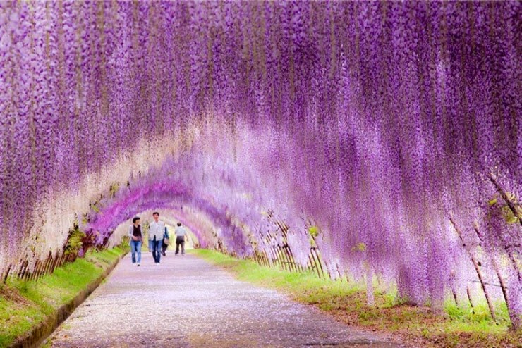 3. Wisteria Tunnel, Kitakyushu, Japan - Top 10 Blooming Cities in Spring