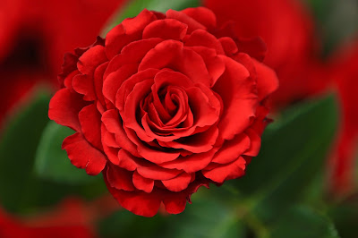 Цветок женского имени Александра – роза