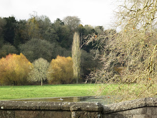 A variety of trees across flood fields by River Stour - from bridge at Blandford Forum in Dorset