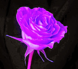 purple rose roses wallpapers quotes desktop quotesgram mobile