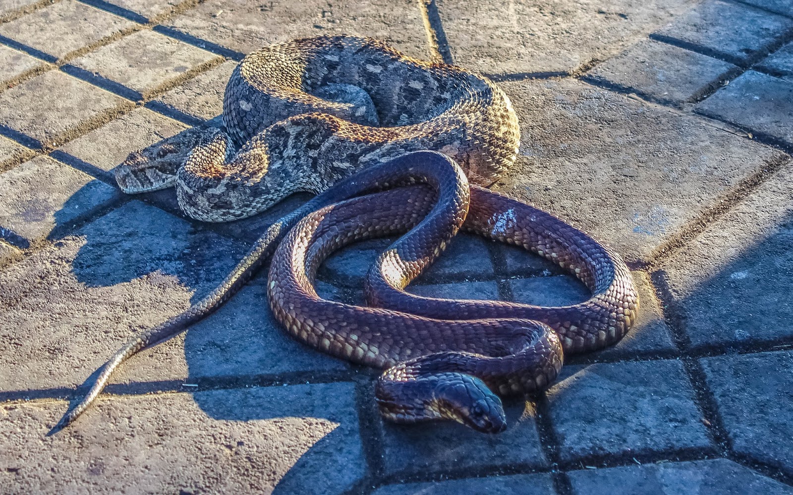 Cannundrums Snake Charmers of Morocco Egyptian Cobras and Puff Adders