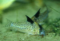 Jenis Ikan Corydoras brevirostris