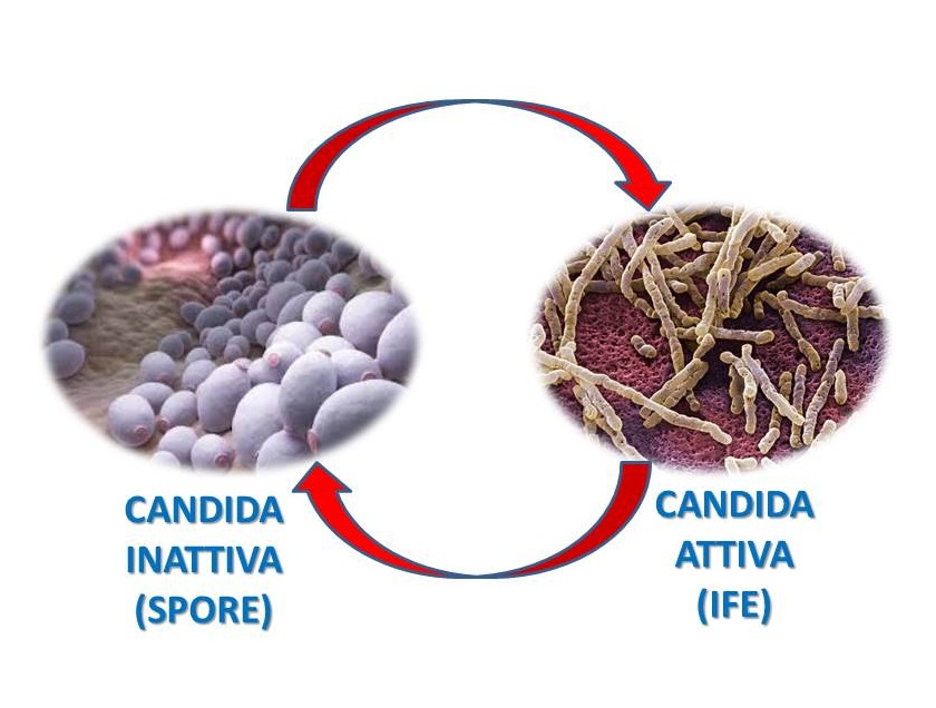 candida erezione