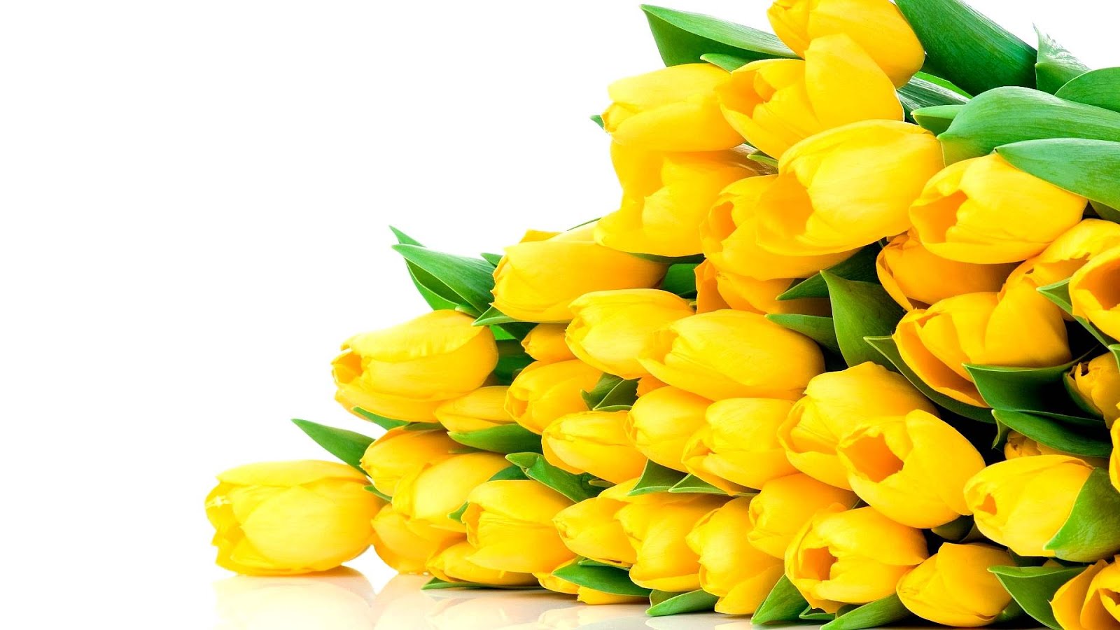 Tulip Yellow Tulips Bouquet Yellow Choices