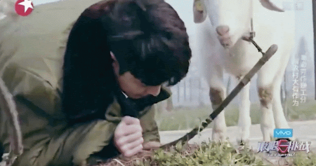 GIF%2BZhang%2BYixing%2BEat%2BGrass%2B2.g