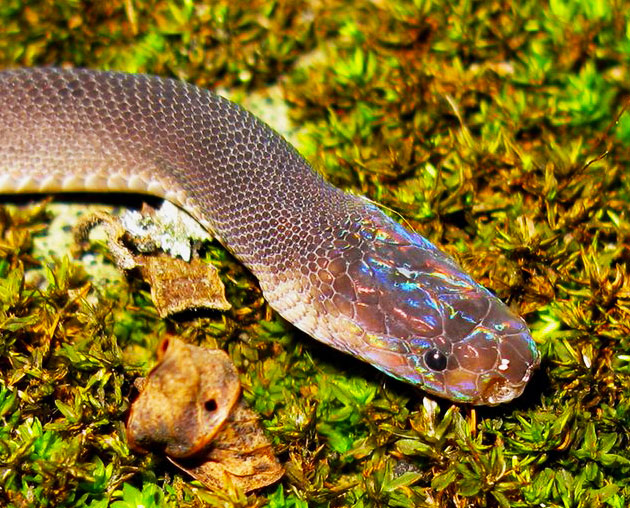Newly discovered snake species, parafimbrios lao