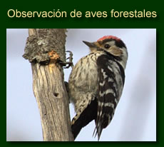 http://iberian-nature.blogspot.com.es/p/ruta-tematica-observacion-de-aves_2.html