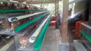 anwar peternak ayam petelur Jual kandang ayam petelur, jual kandang kawat, jakarta, Bekasi, Indramayu, Subang, purwakarta, bandung, tangerang, bogor, cianjur, kediri, malang, purwokerto, kalimantan, sulawesi, bali, sumatra, belitung, bangka, jawa tengah, jawa barat, jawa timur, medan, manado, palu, pare-pare, dumay, probolinggo, , jual kandang ayam petelur, jual kandang batre, Ayam Petelur, peternak ayam, peternak ayam petelur, kandang ayam, kandang ayam petelur, kandang batere, kandang kawat, kandang besi, kandang besi ayam, kandang kawat ayam, kandang kawat ayam petelur, kandang battere, kandang batery, kandang battere, kandang battery,