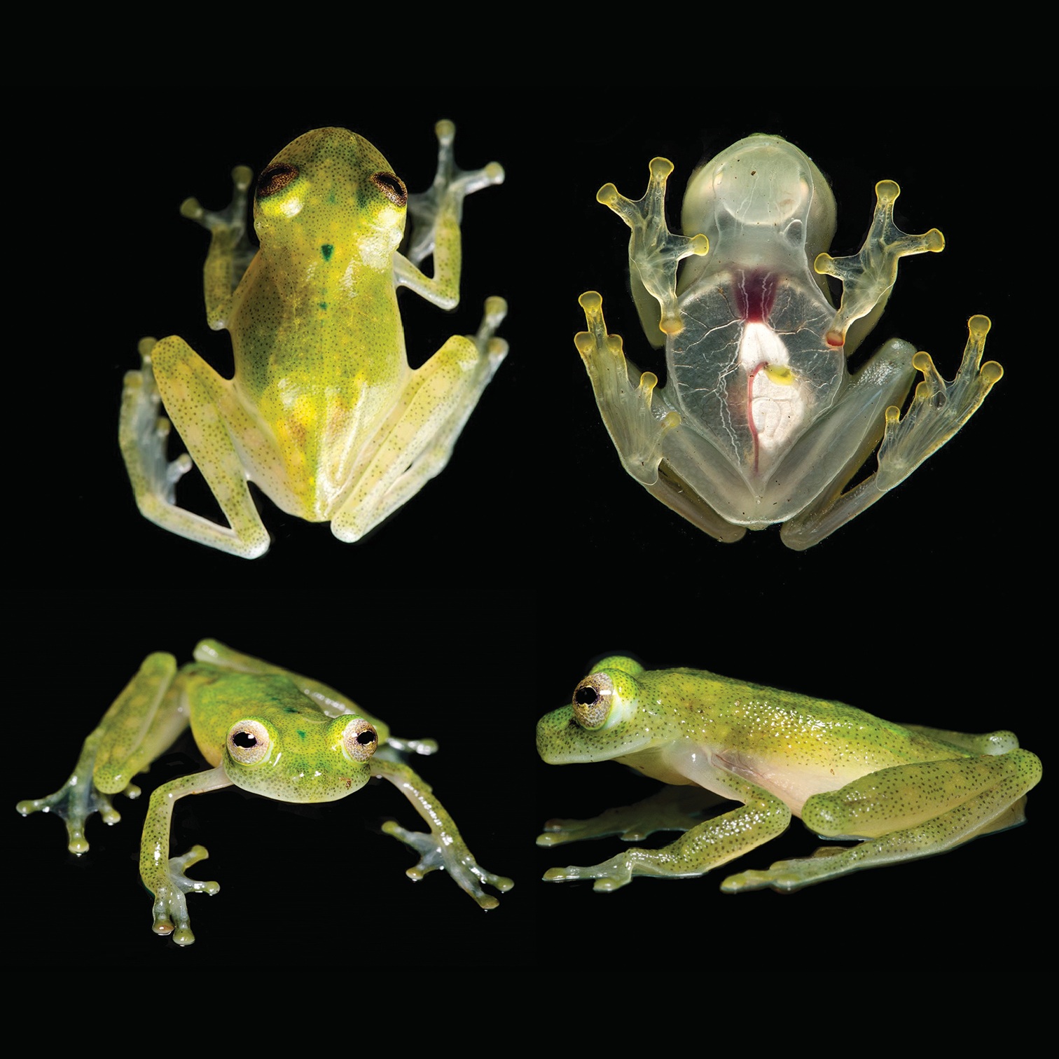 Species New to Science [Herpetology • 2017] Hyalinobatrachium yaku • A