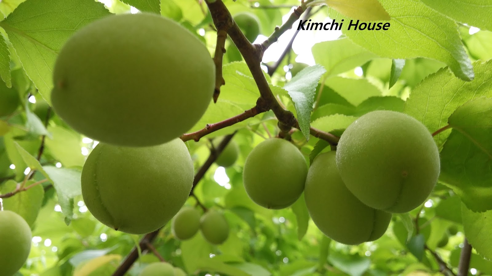 Kimchi House Chinese Plum "Maesil " / 梅 / 매실