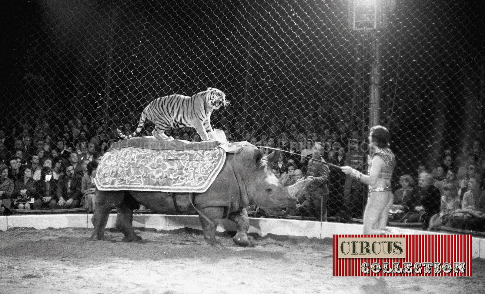 le tigre sur un rhinocéros présenté par Fredy Knie junior 