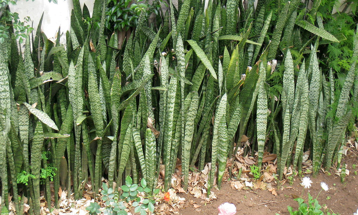 Bonsai Natal: 5 plantas para se livrar da inveja