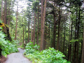 Forest Glacier Gardens Juneau Alaska Forest Glacier Gardens Juneau Alaska