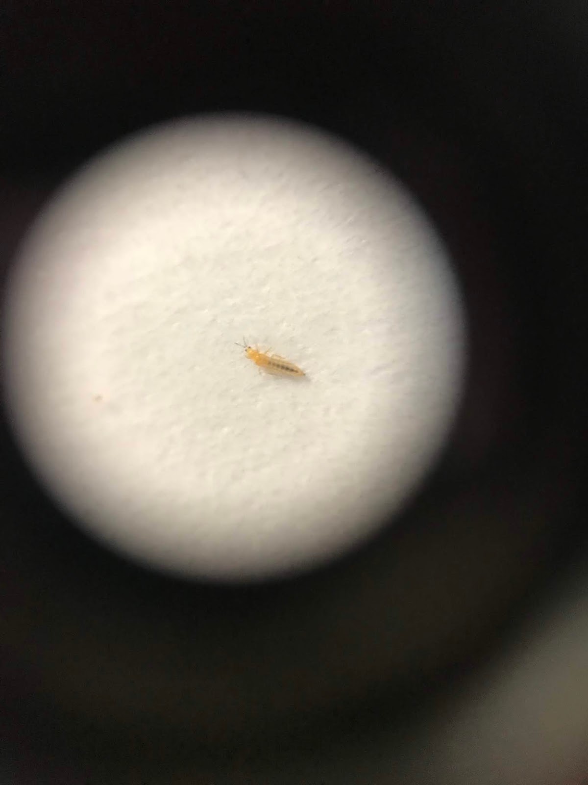 Osmotic Pressure Inside Nectarines Forced Sap to Ooze Delicately and