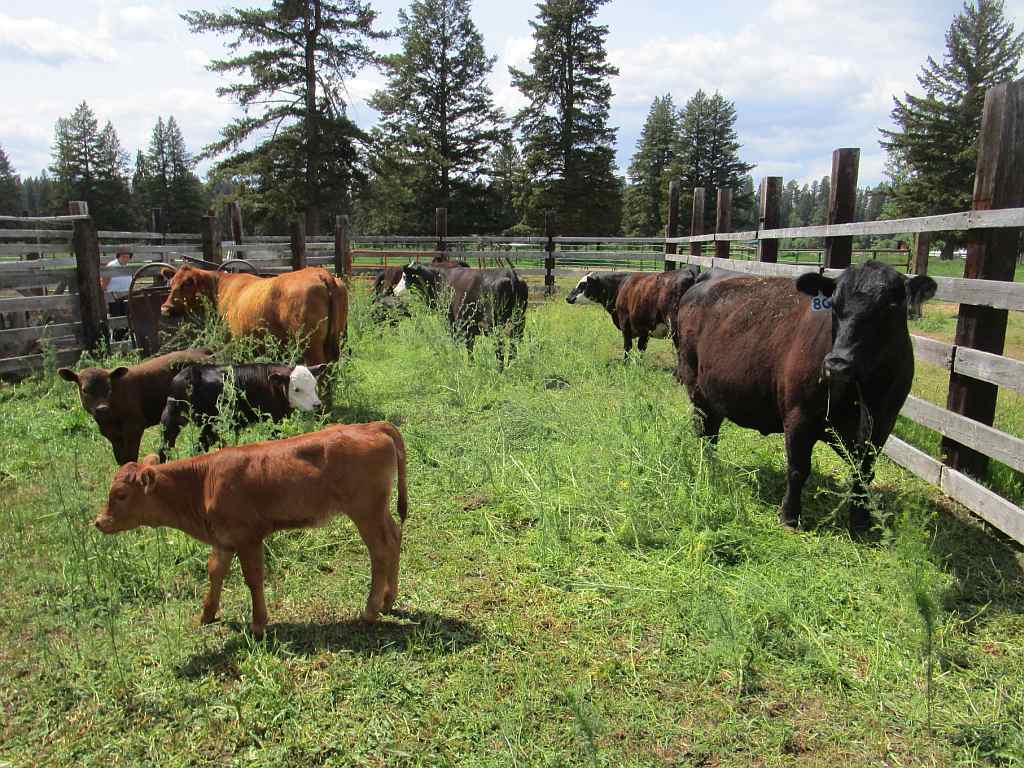Life among the Tall Pines Annual cattle in front yard