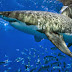 Australia, per Governo un successo la campagna anti-squali