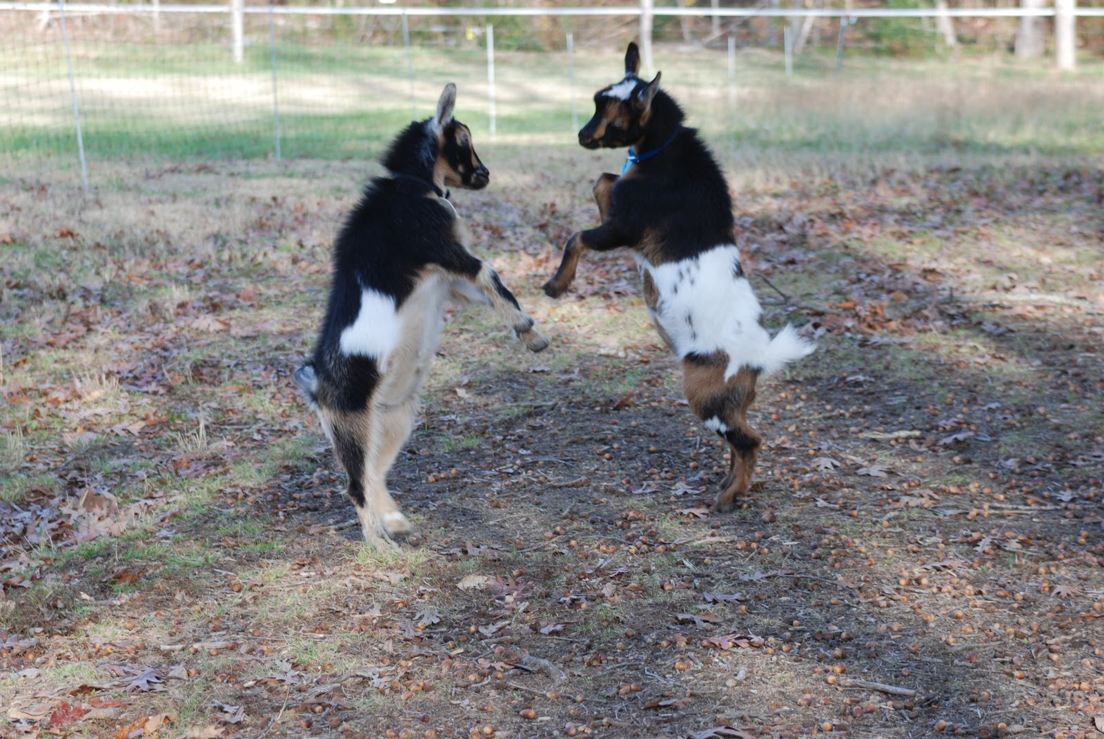 Wings of Dawn Farm Dancing Goats