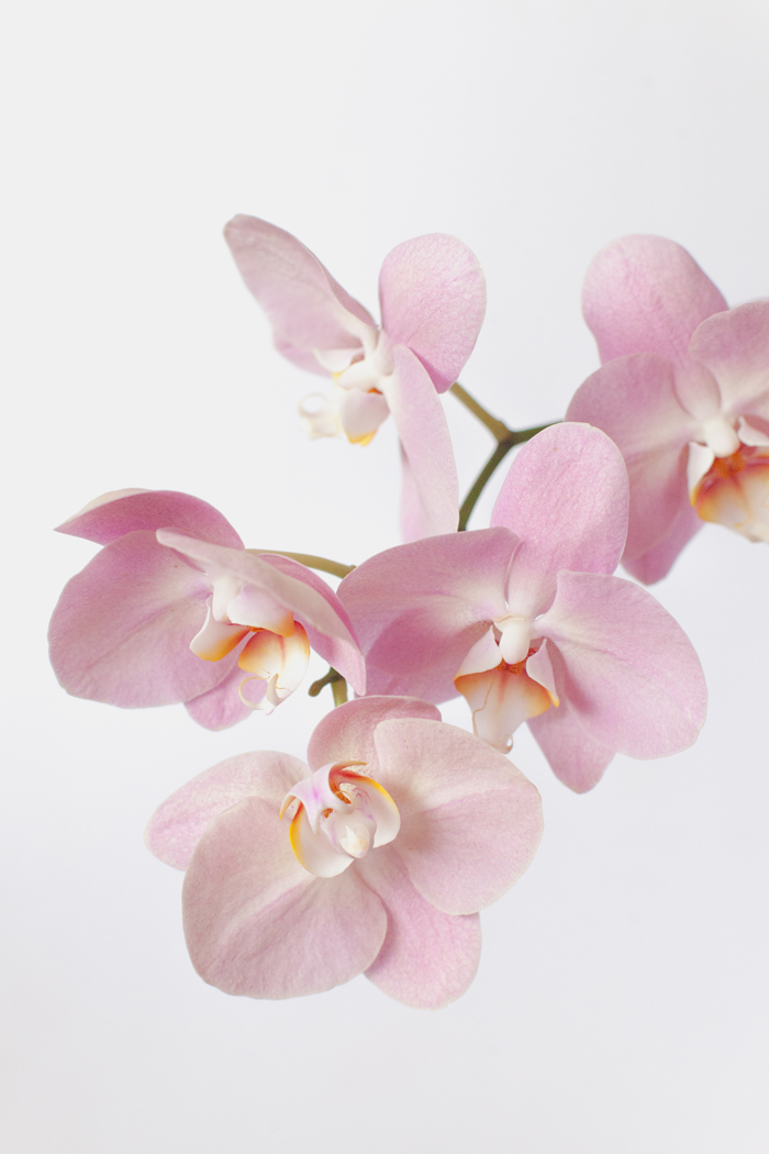 pink orchids close up pink orchid on white background