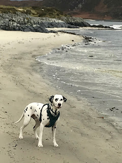 dalmatian dog on beach