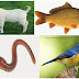 Download Animalia Invertebrata Gif