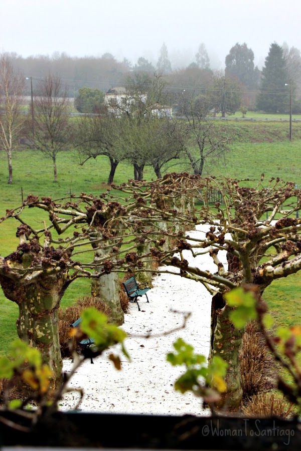 foto de los plataneros