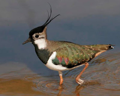 Lapwing - animals beginning with L Lapwing - animals beginning with L