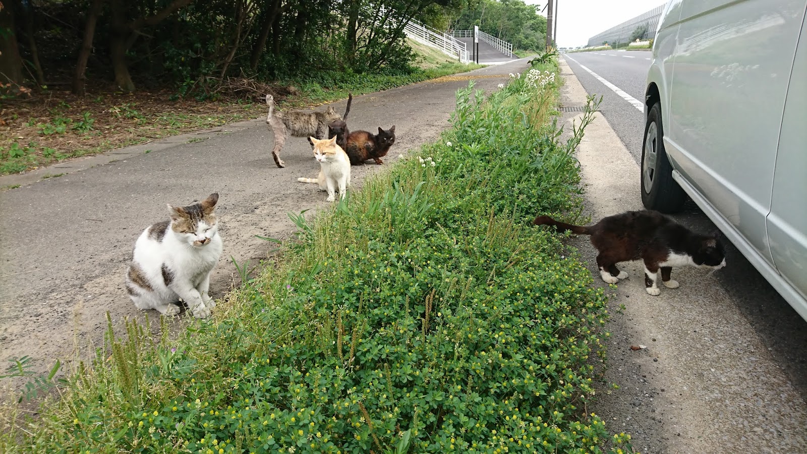 【動物愛護】ここに猫を捨ててはいけません！