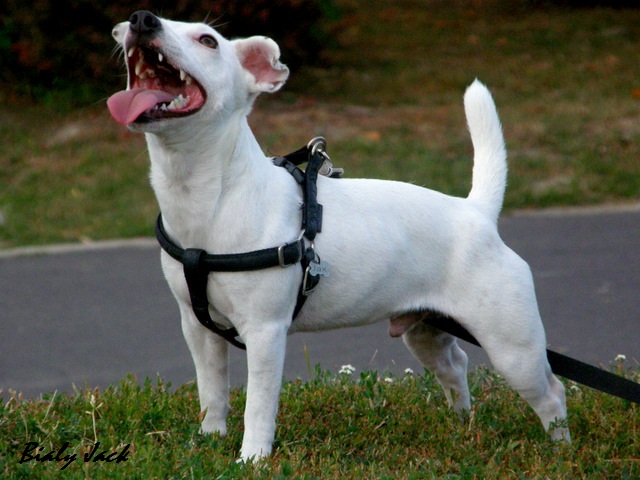 spacerów, biały jack russell terrier