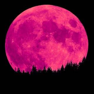 A Poem Day 297 Pink Moon Tonight The Pink Moon Name Given To April S Full And Who Better Express Everything It Means Than Mary Oliver