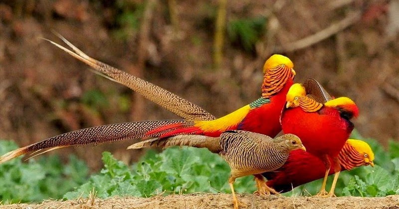 Chim Trĩ vàng bảy màu-Trang Trại Vườn Chim Việt