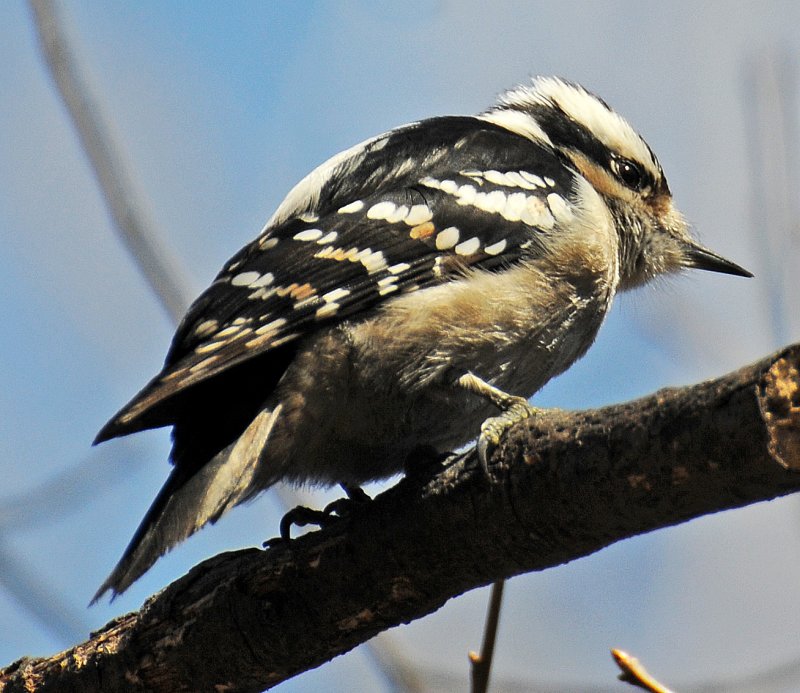 16 Bird Species Sighted in Washington Square Park