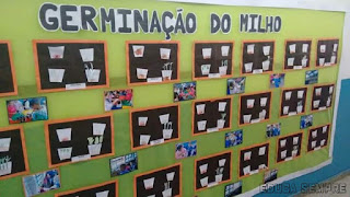 EXPERIÊNCIA GERMINAÇÃO DO MILHO - PRÉ2 TRABALHO DE OBSERVAÇÃO - CIÊNCIAS