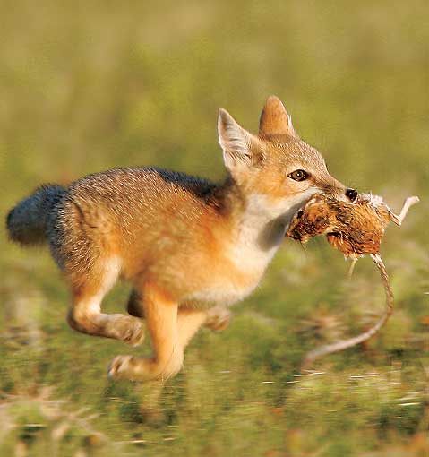 rat eaten by a fox