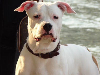 Dog that got my attention