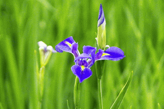 flowers, Iris, Ogimi, Okinawa,Japan,Motion GIF,windy