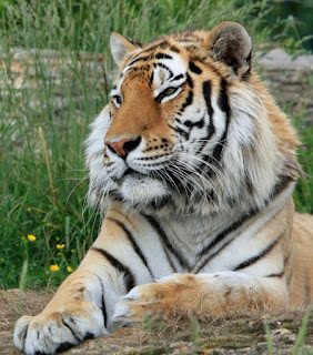 tiger tiger