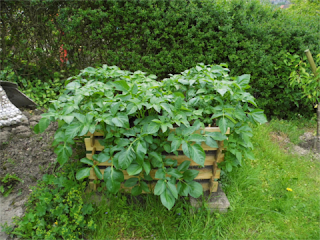 1 Monat nach Aufsetzen des Kartoffelturmes ist dieser voll belaubt. Kartoffelturm nach 1 Monat