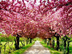 cherry blossoms blossom tree pink spring japan natural path trees sakura japanese flower bloom nature flowers blosom pretty springtime blossum