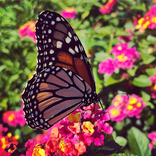 Monarch Butterfly on Lantana