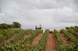 Grape harvester: Gregoire G8