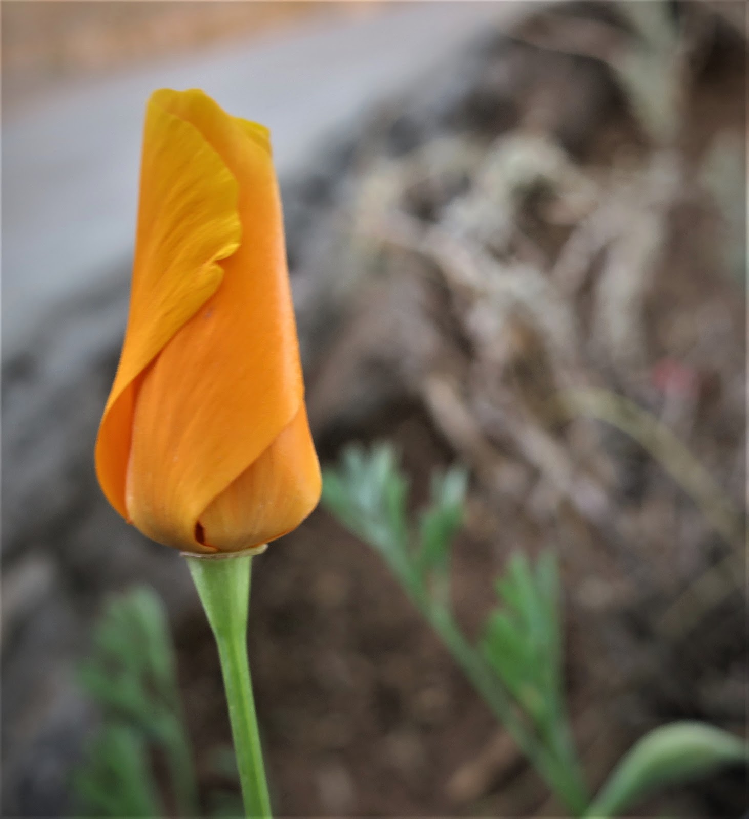 Living Rootless El Paso UTEP Vellum and Velvet