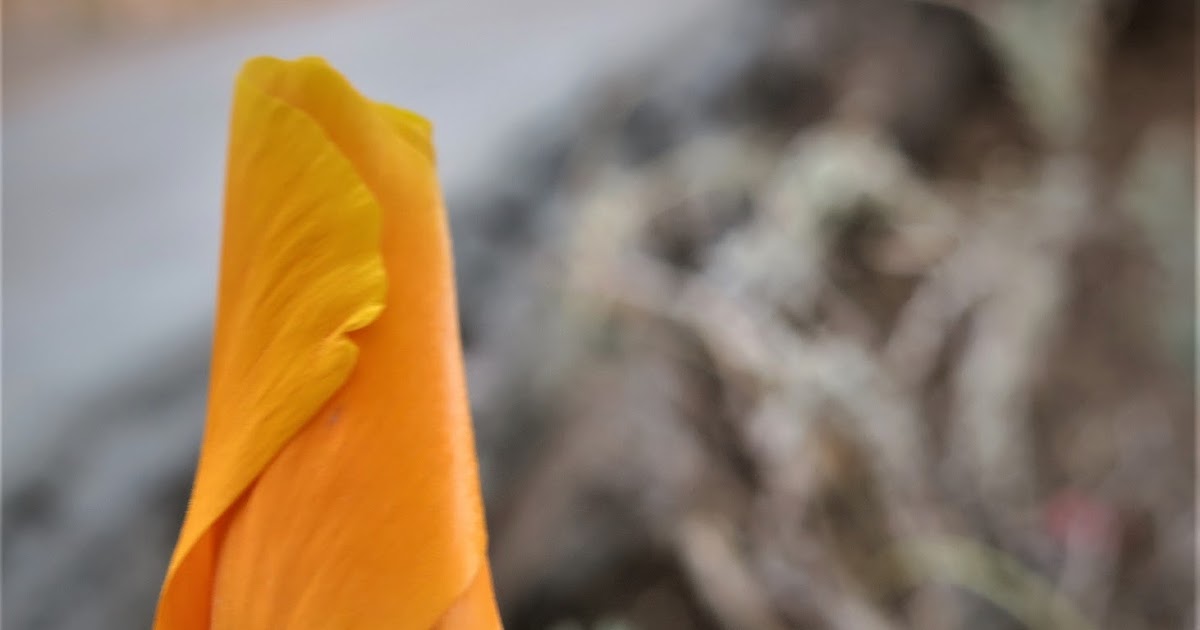 Living Rootless El Paso UTEP Vellum and Velvet