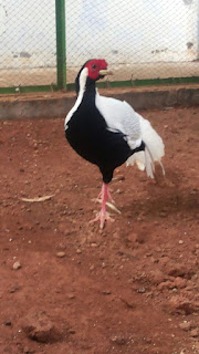 Silver Pheasant