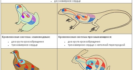 Пресмыкающиеся кровеносная система круги кровообращения. Число кругов у пресмыкающихся. Кровеносная система рептилий рисунок. Строение кровеносной системы рептилий схема. Кровеносная система рептилий 7 класс.