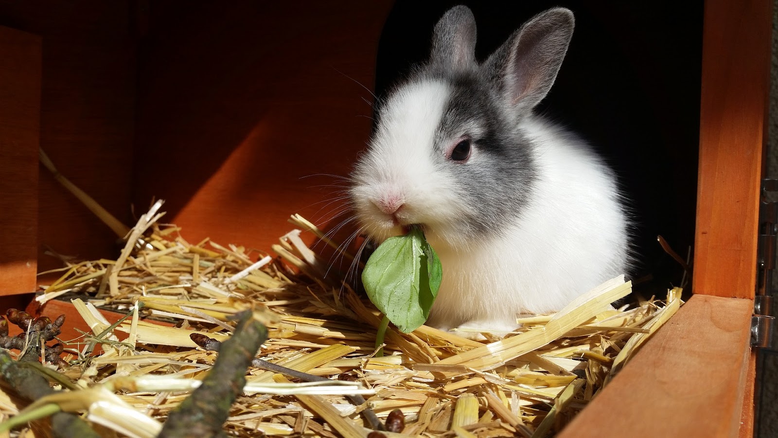 4 Reasons Why Your Rabbit is Scared Of You TheRider'sPets